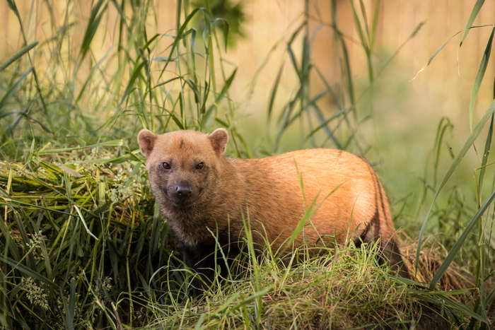 Knowsley Safari Park