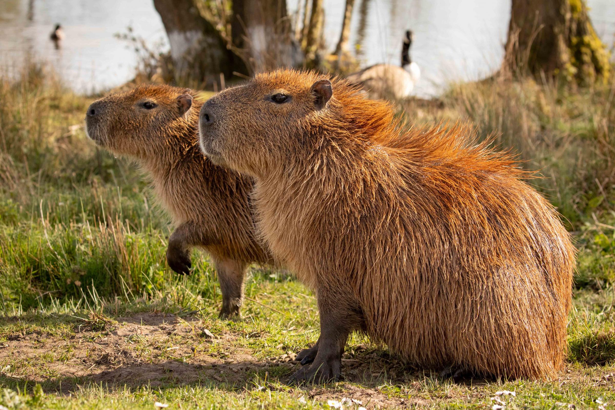 Knowsley Safari Park