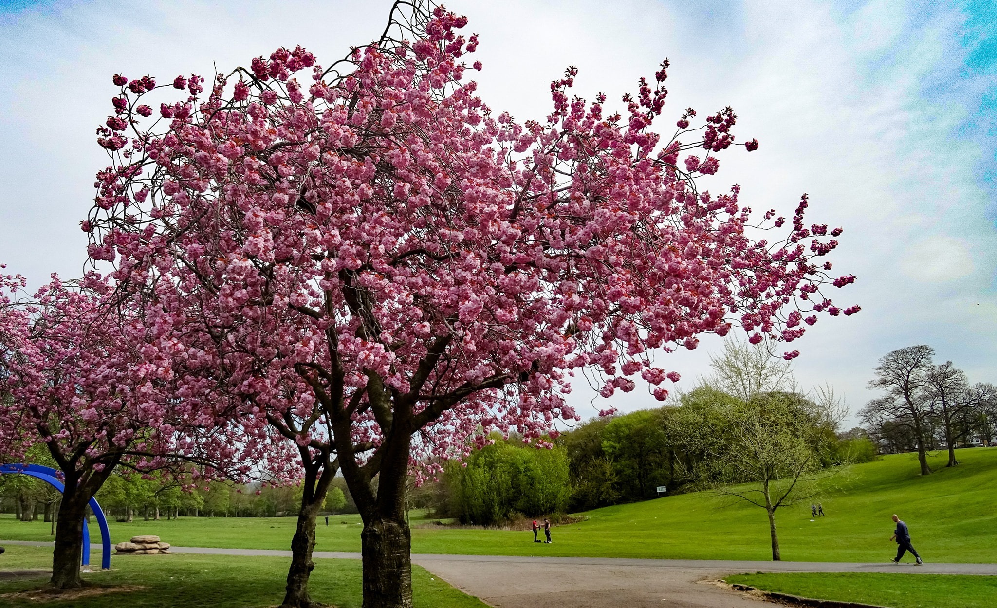 THIS picture of the blossom trees at Sherdley Park captured on a sunny Saturday by Chris Shaw is our Picture of the Week. 