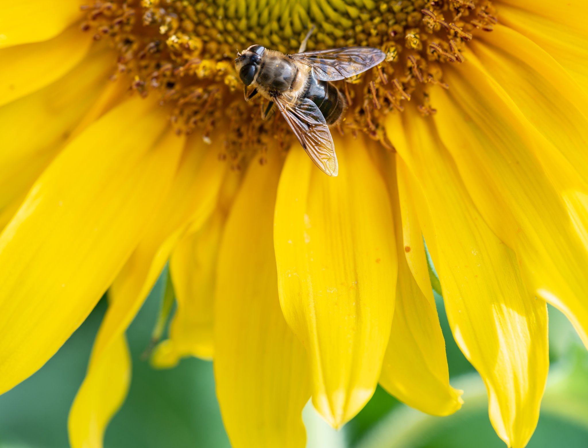 A busy bee by Dave Parry