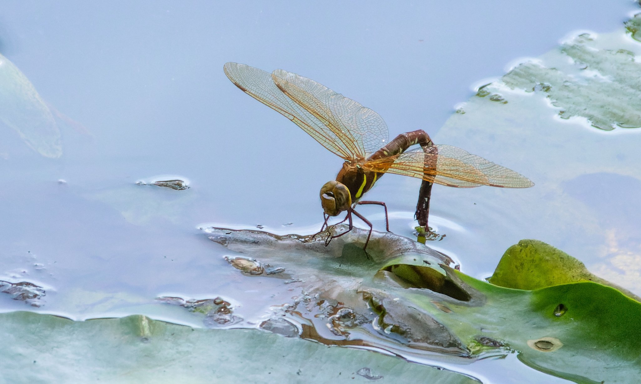 A dragon fly by Ann ODonnell