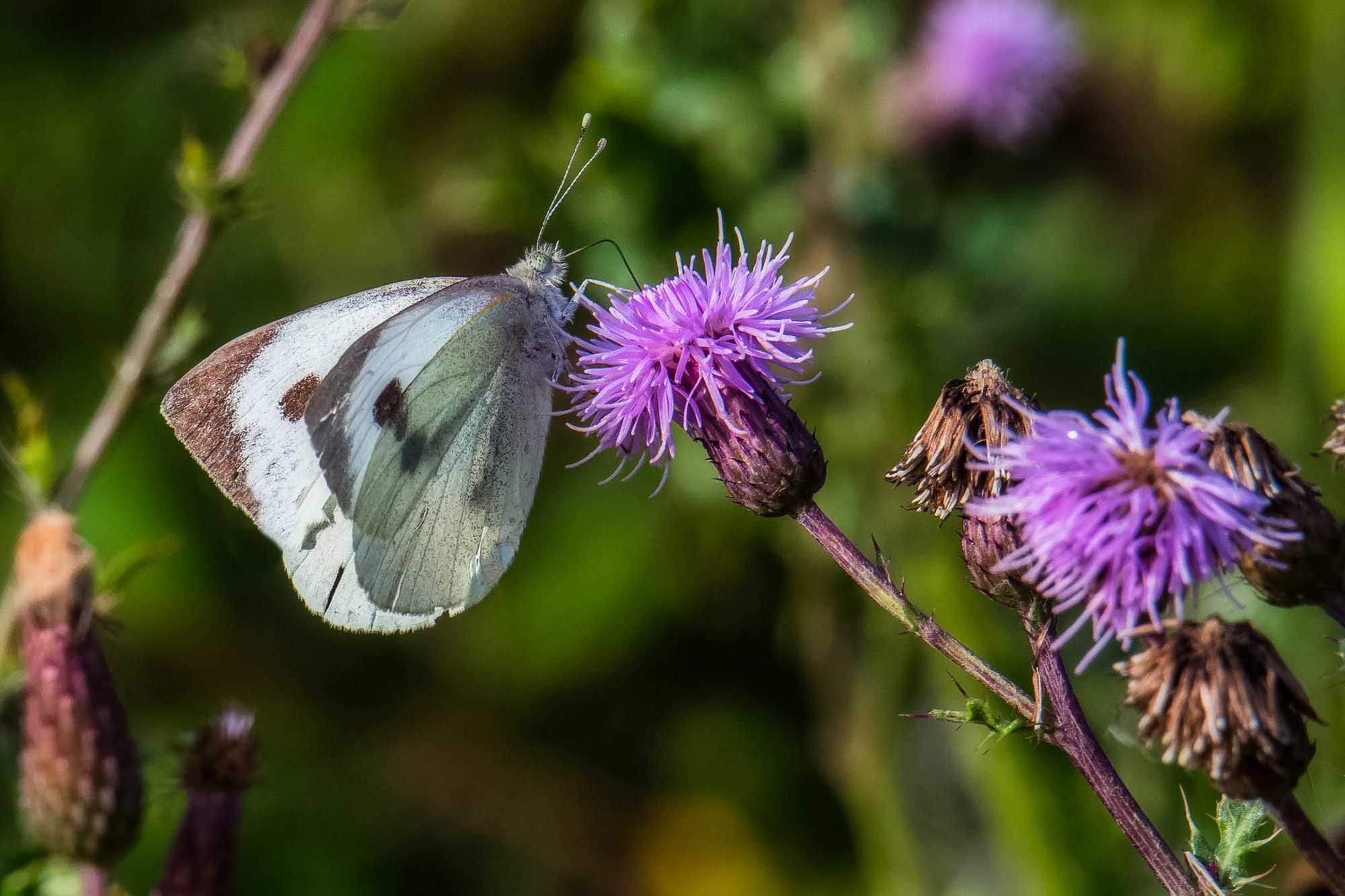 A large white butterfly by Cliff Pike