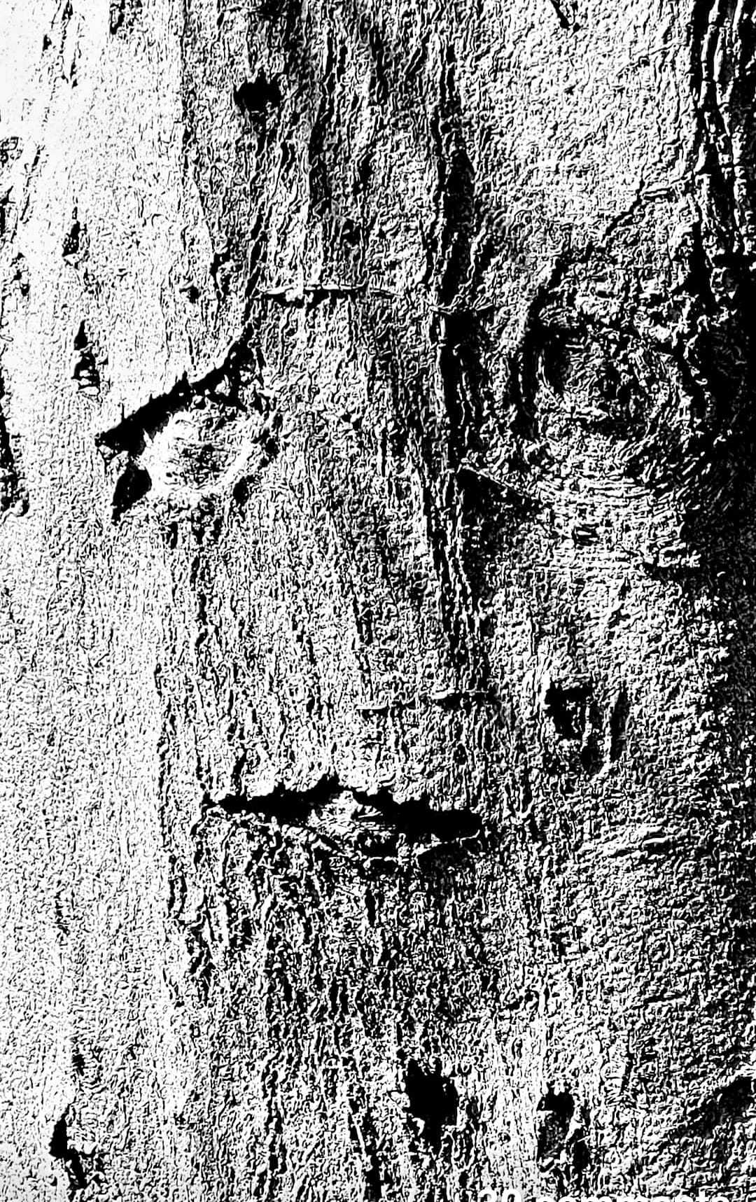 A miserable tree in Eccleston by Peter Prescott