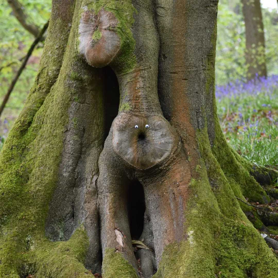 An unusual looking tree