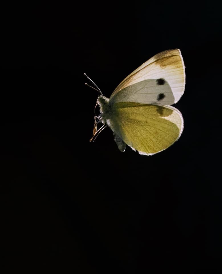 A large white butterfly catches the light in Nutgrove by Mick Ryan