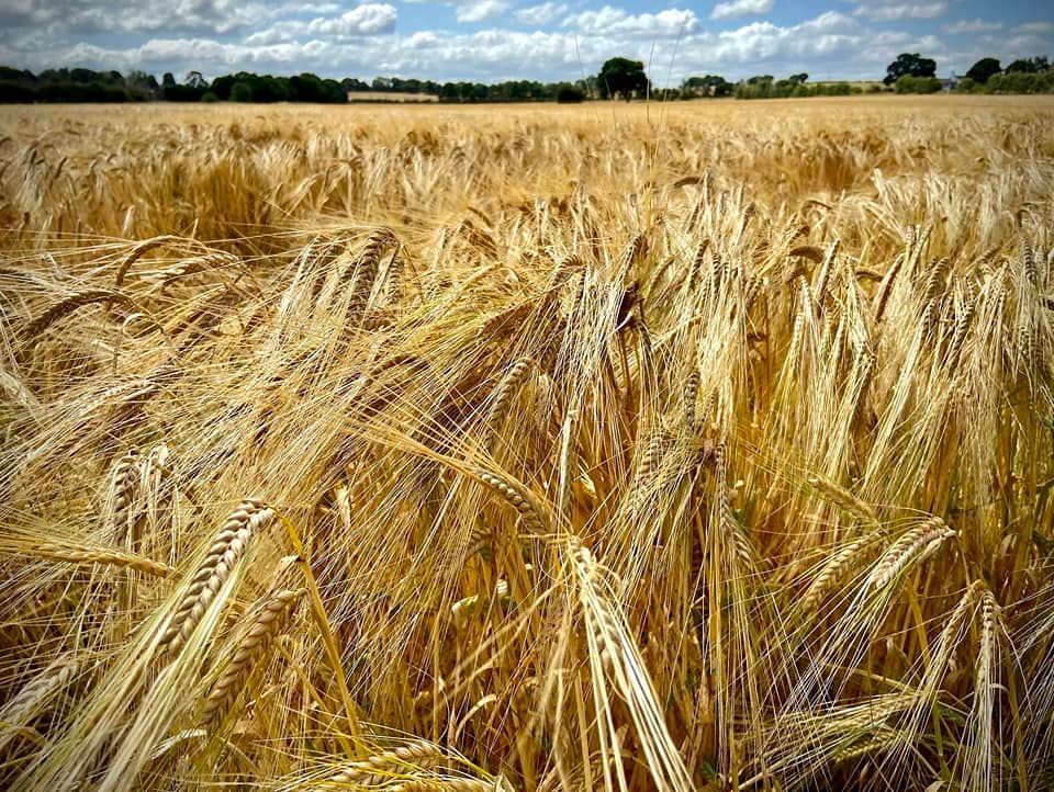 Fields of gold by Mike ONeill