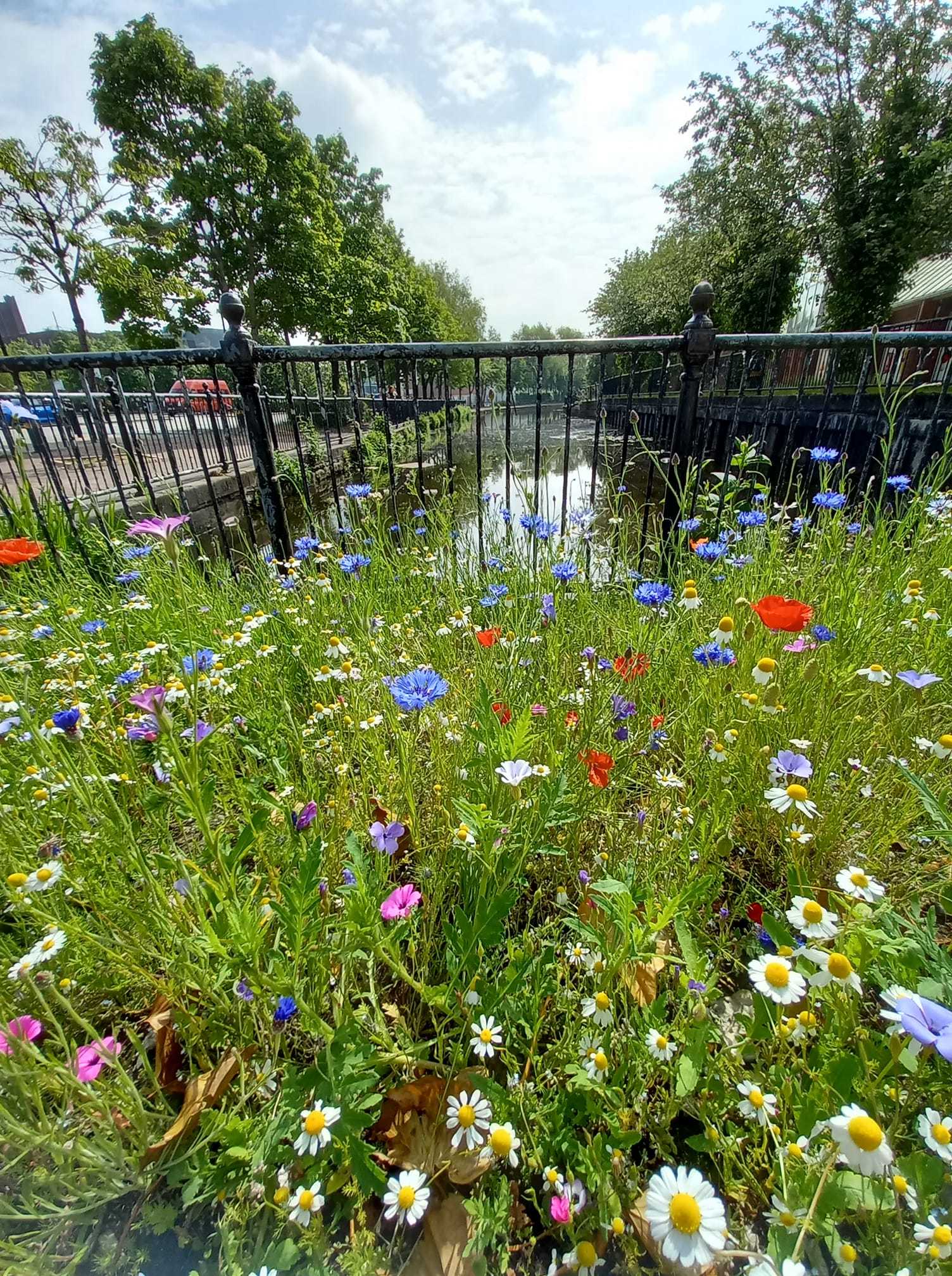 Summer wildflowers by Jen Hill