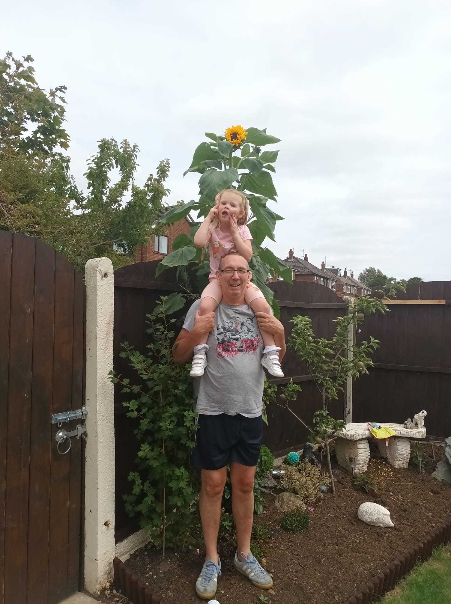 Grandpa Ian and granddaughter Luna with her sunflowers grown from seeds by Jaine Riley