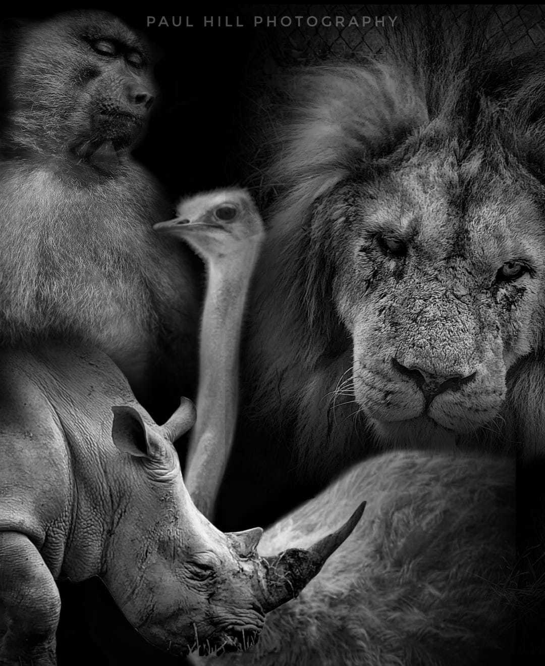 Knowsley Safari Park residents by Paul Hill