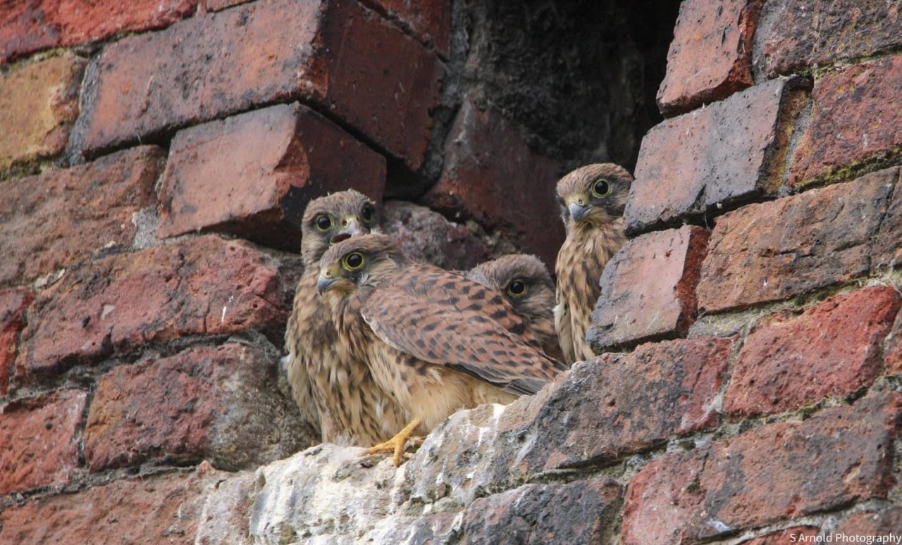 Kestrels getting ready to fly