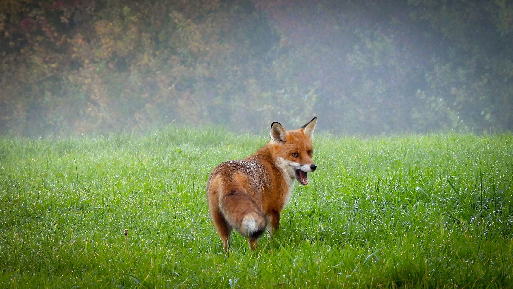 A fox in the morning mist by Chris Shaw