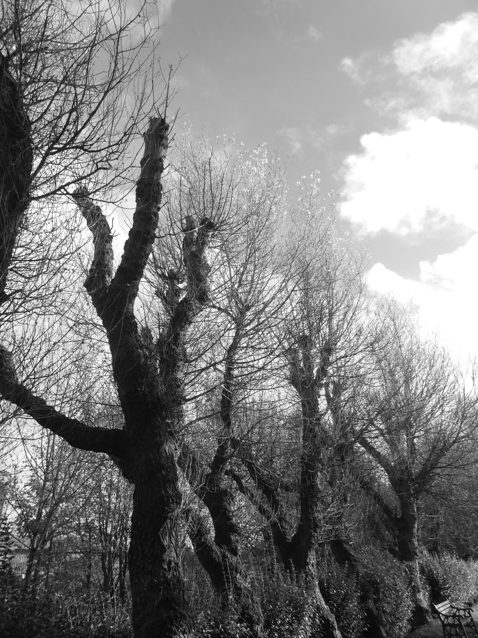 Bare trees by the canal by Sue Atherton