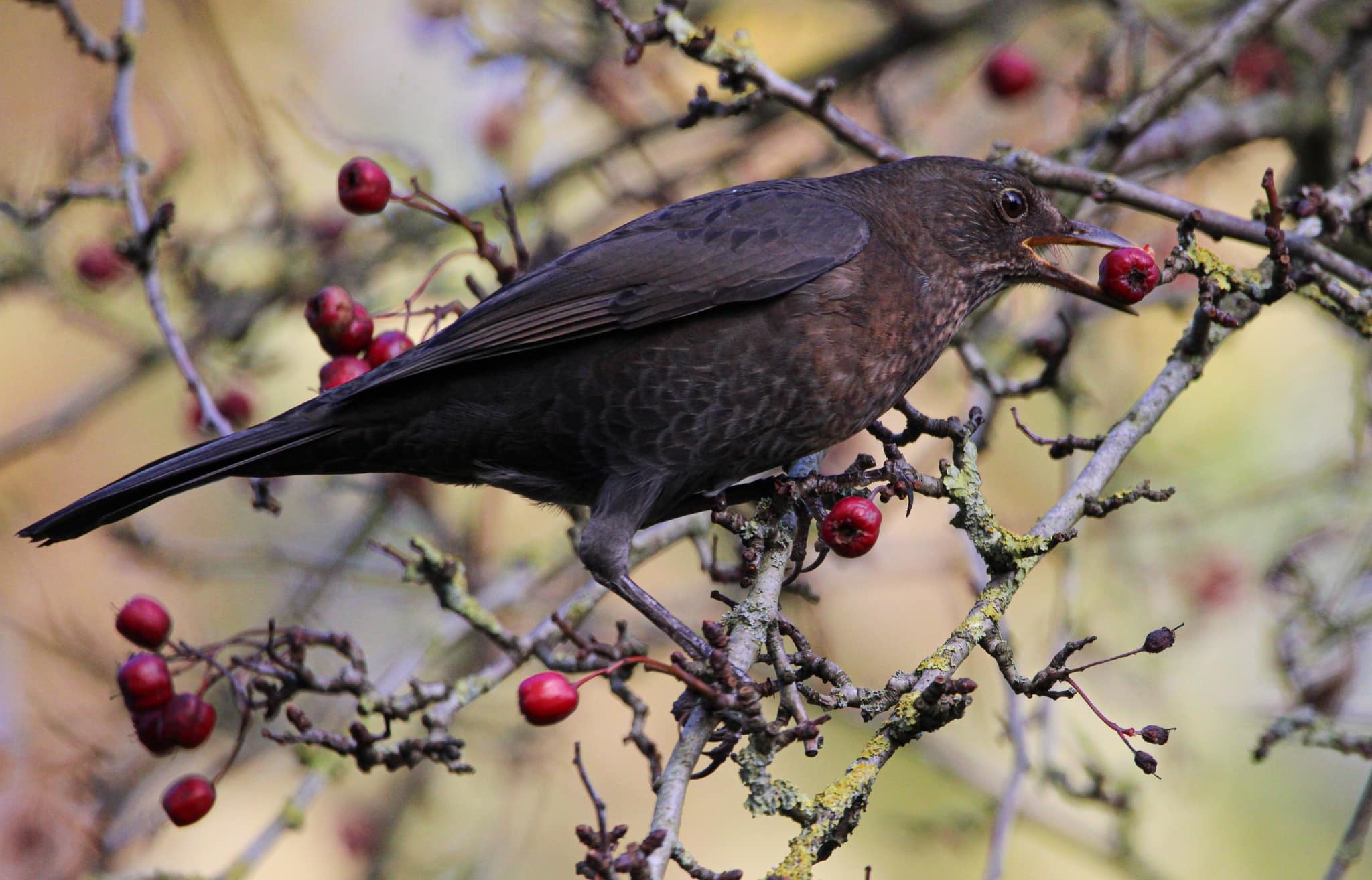 Feeding time in Newton-le-Willows by Susan Arnold Pilling