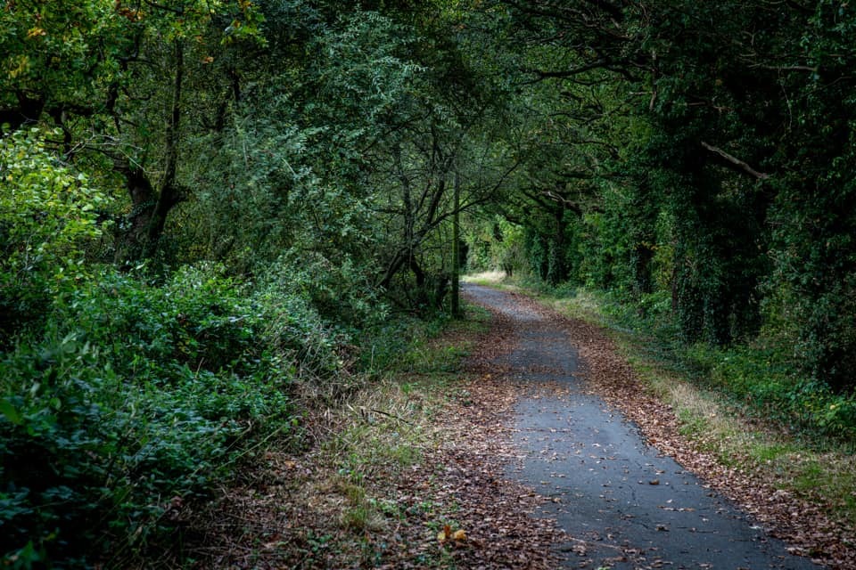 Hall Lane, Gypsy Wood by Stephen Hovvels