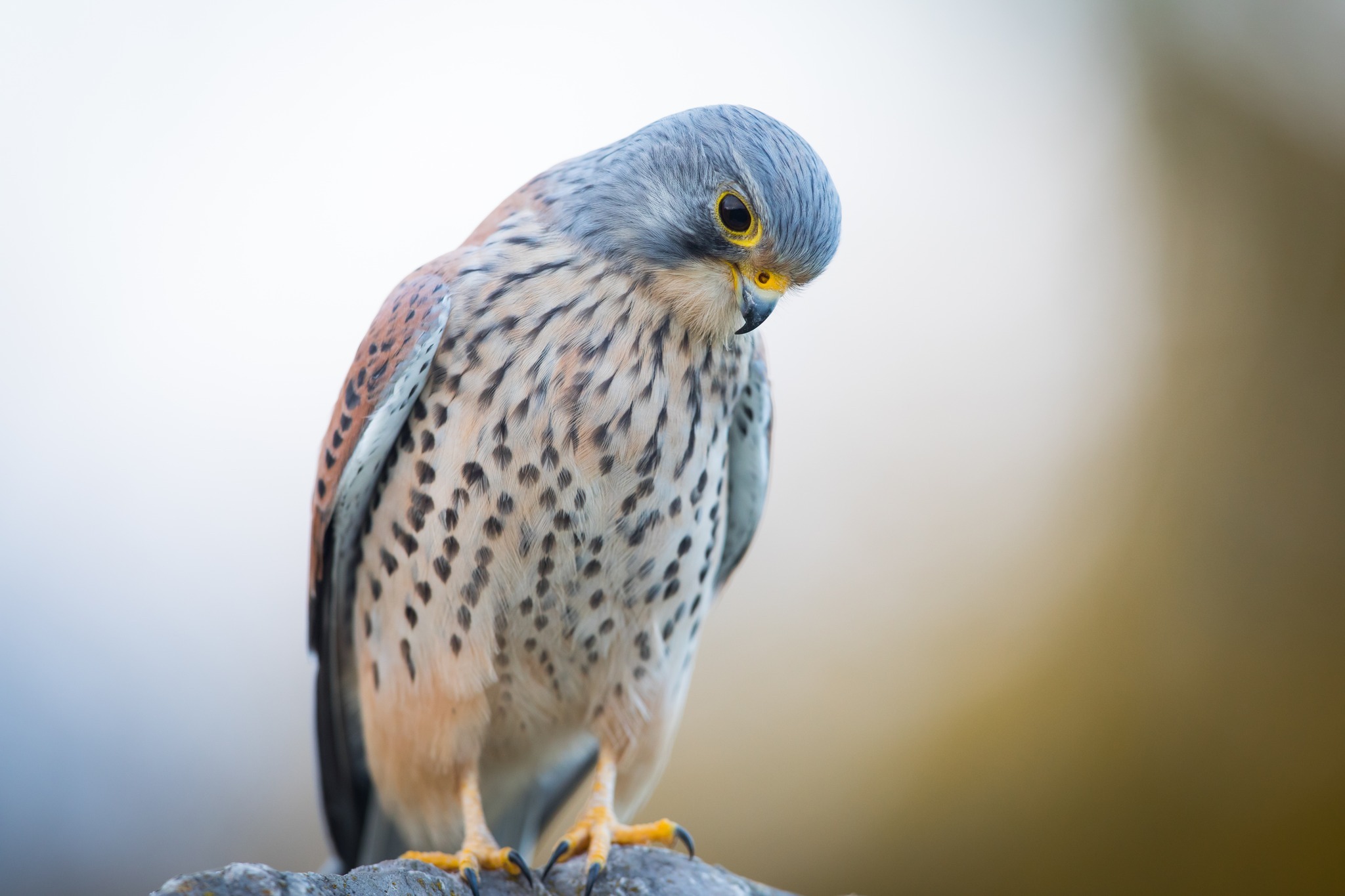 A male kestrel in the autumn sun by Paul Wilson