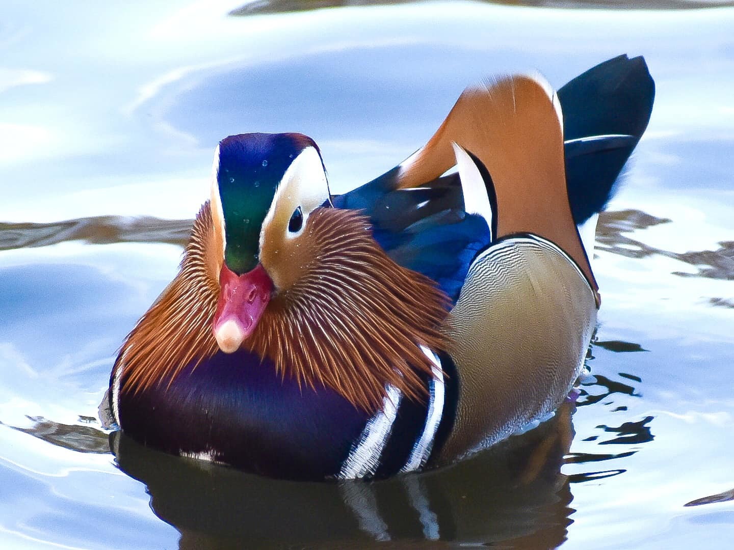 A mandarin duck by Alex Stringer