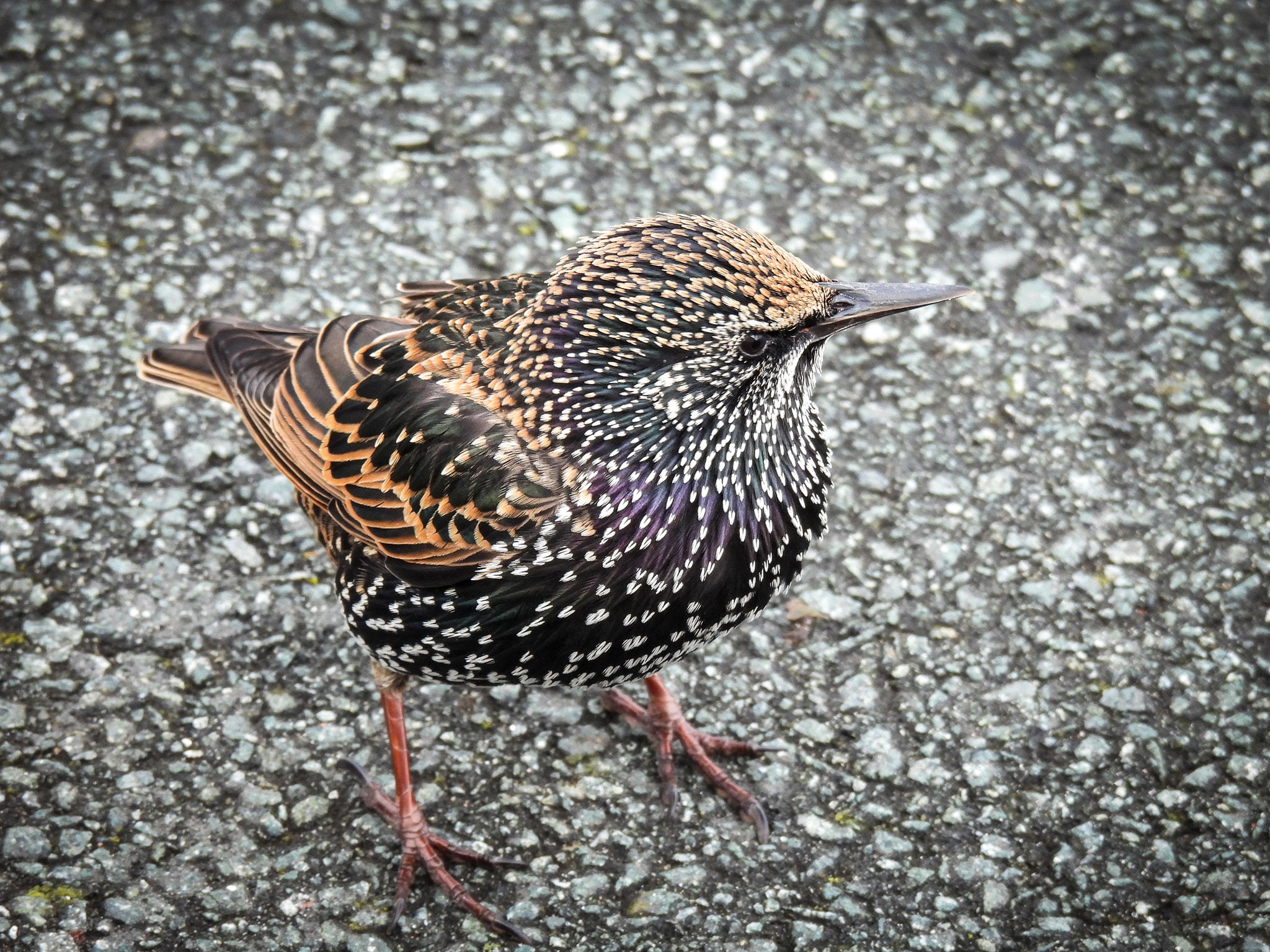 Blending in by Chris Shaw