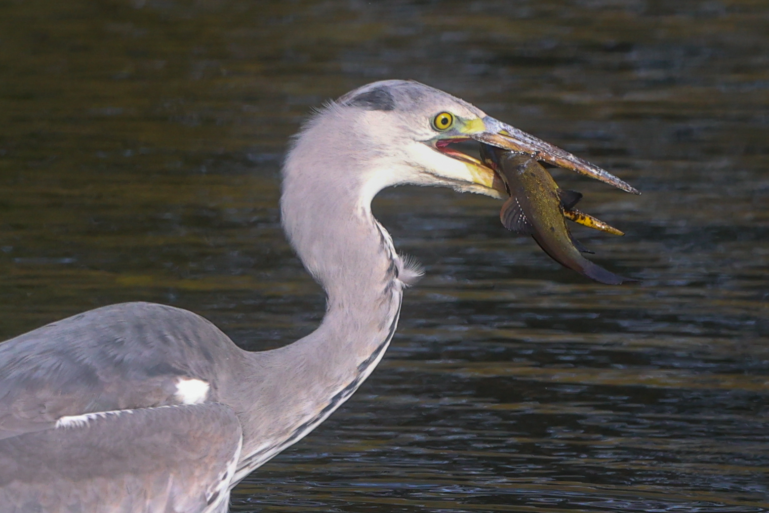 Dinner time by Martin Stocks