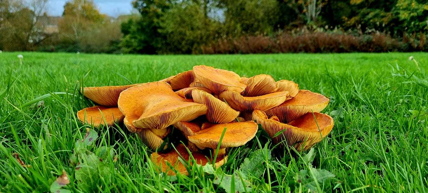 Fabulous fungi in Eccleston by Mike Horton