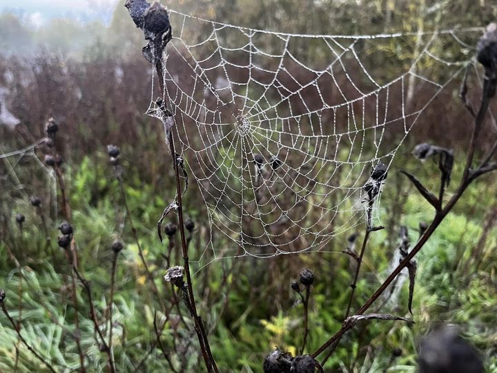 Misty cobwebs by Suzanne Davies