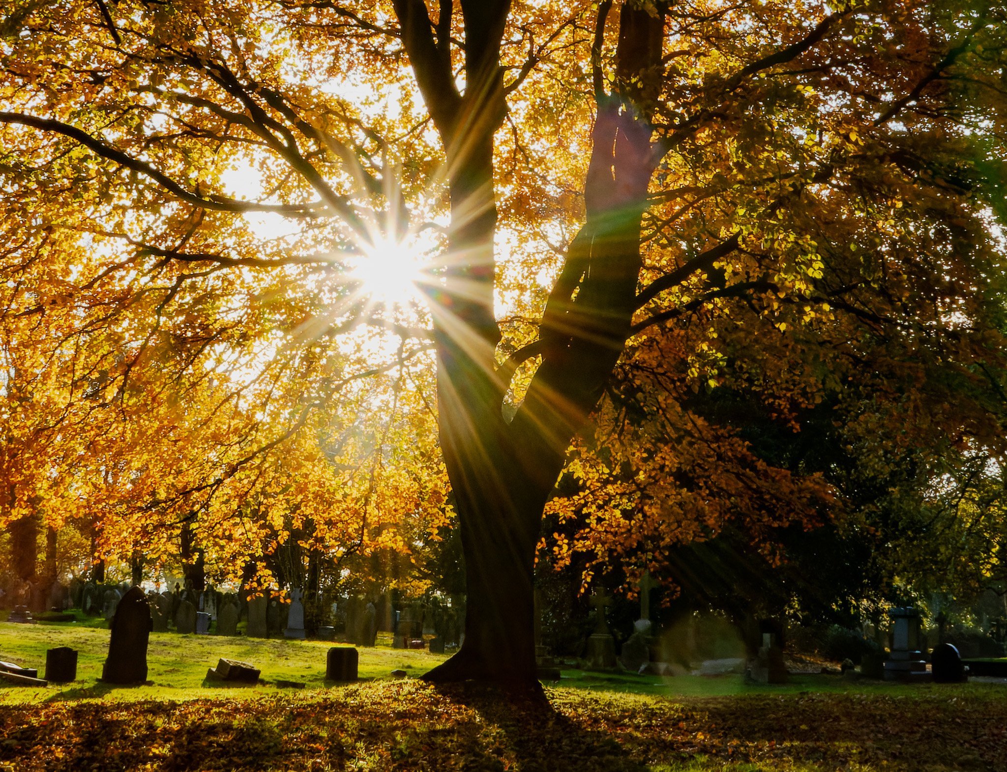 Sunbeams in the cemetery by Ann ODonnell