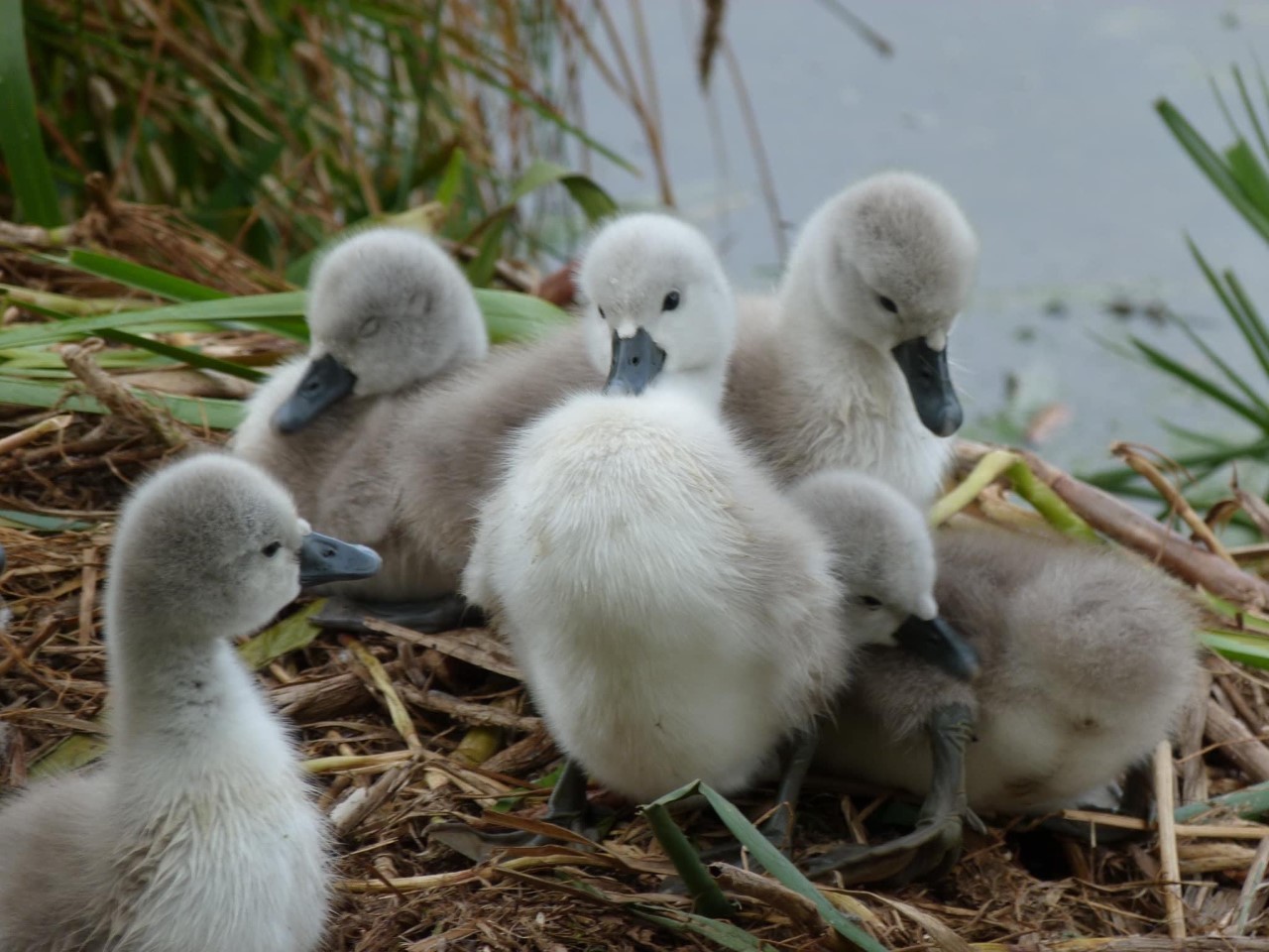 Cygnets hatched on the Wargrave section of the Sankey Canal