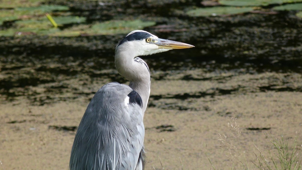 A heron along Sankey Canal