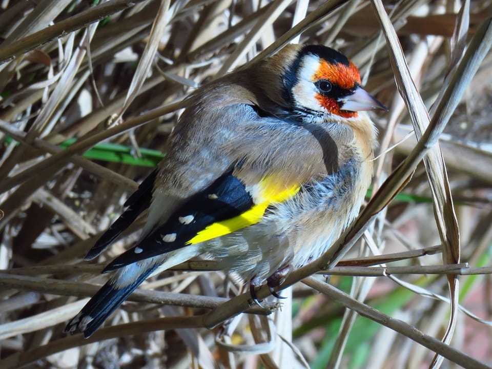 A fluffed up goldfinch by Carl Doward