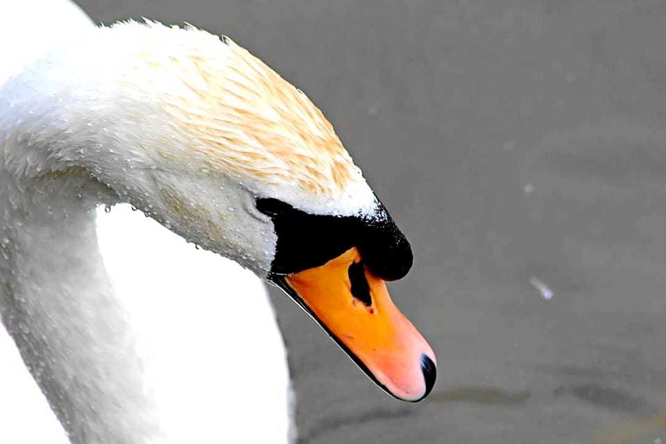 A mute swan by Peter Boylan