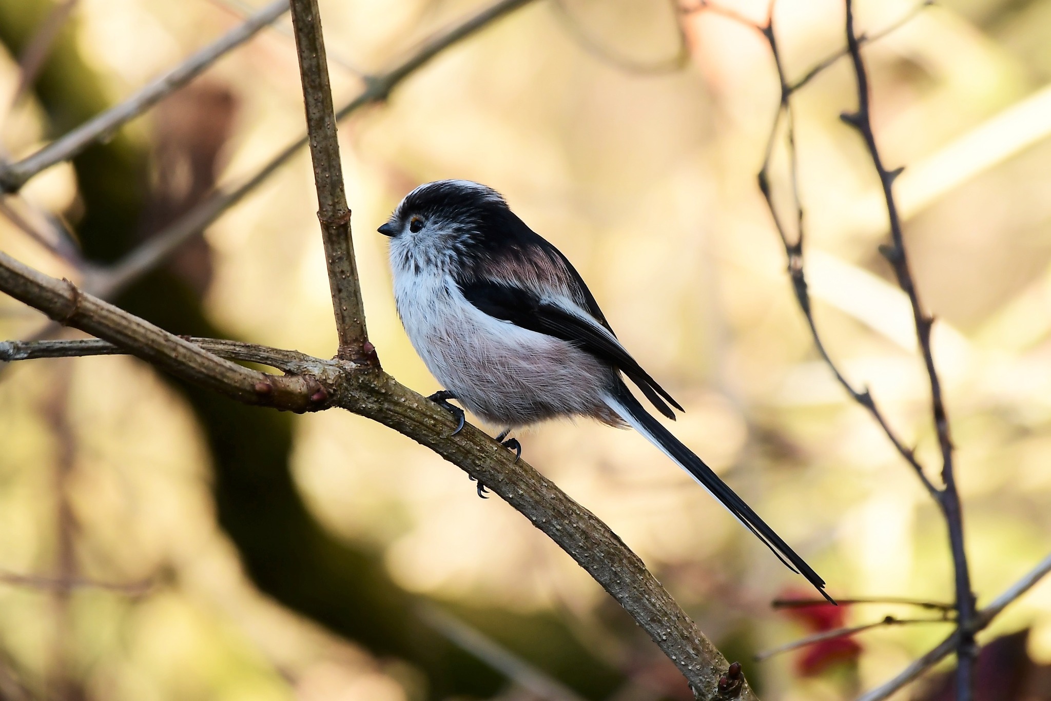 Patiently watching by David Gibson