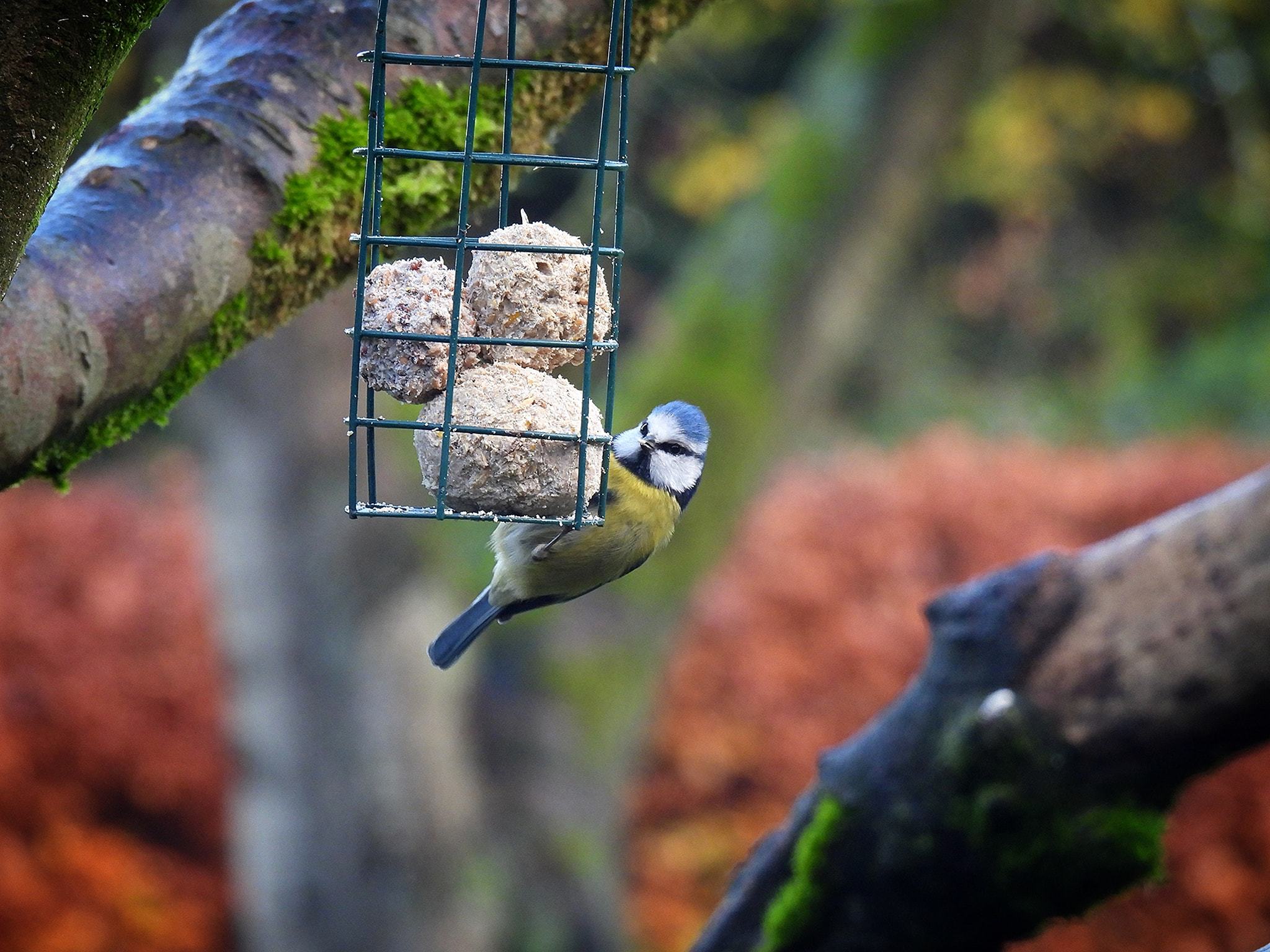 Just hanging around by Chris Shaw