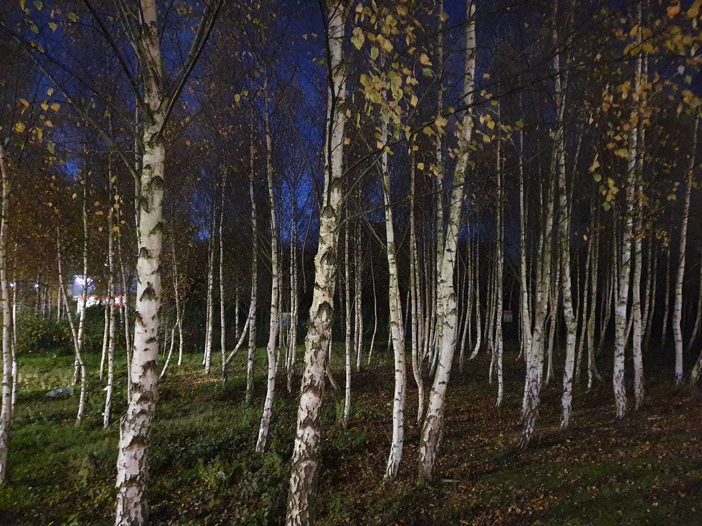 Silver birches at night by Sue Atherton