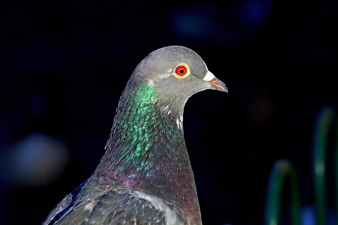 Pigeon portrait by Peter Boylan