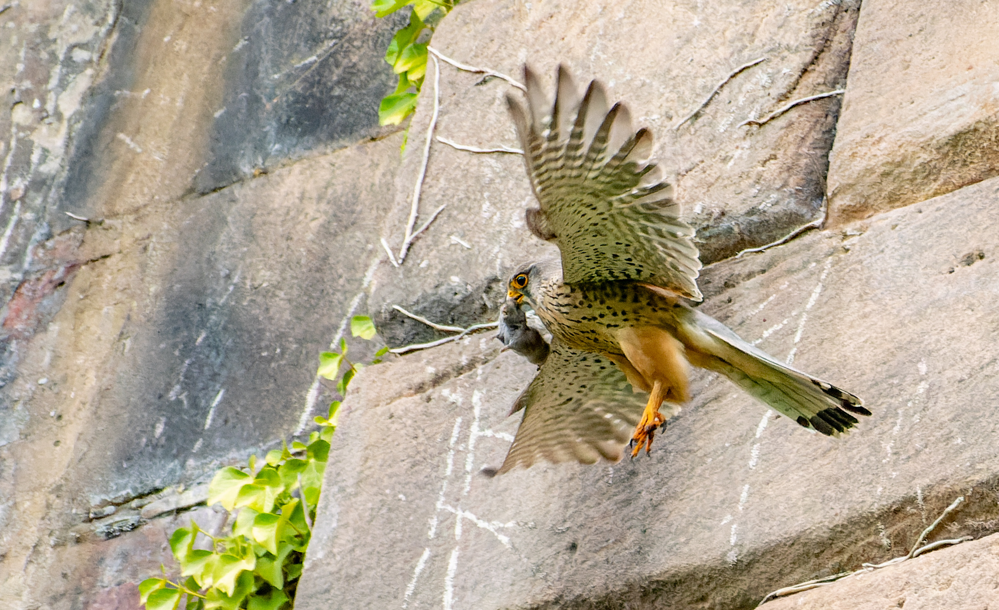 A kestrel in Newton-le-Willows