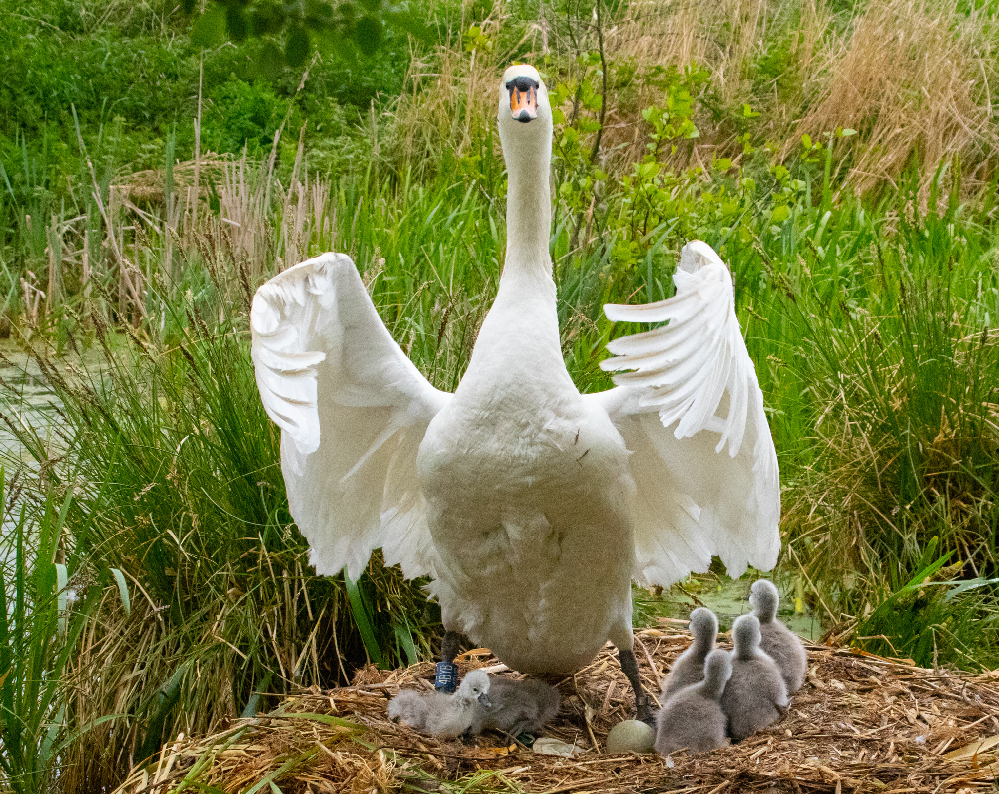 A swan and cygnets at Vulcan Village