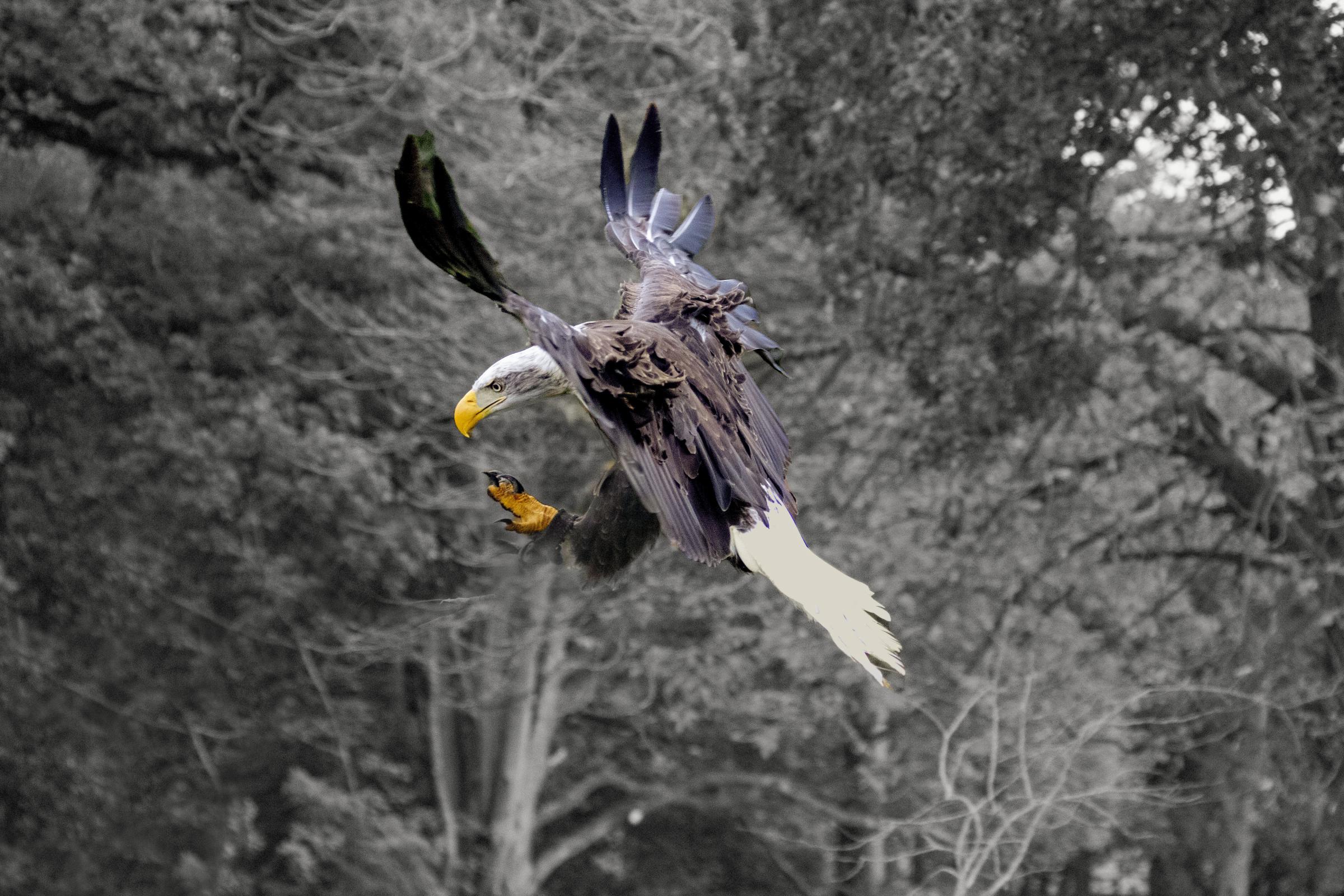 A white-tailed eagle at Knowsley Safari Park