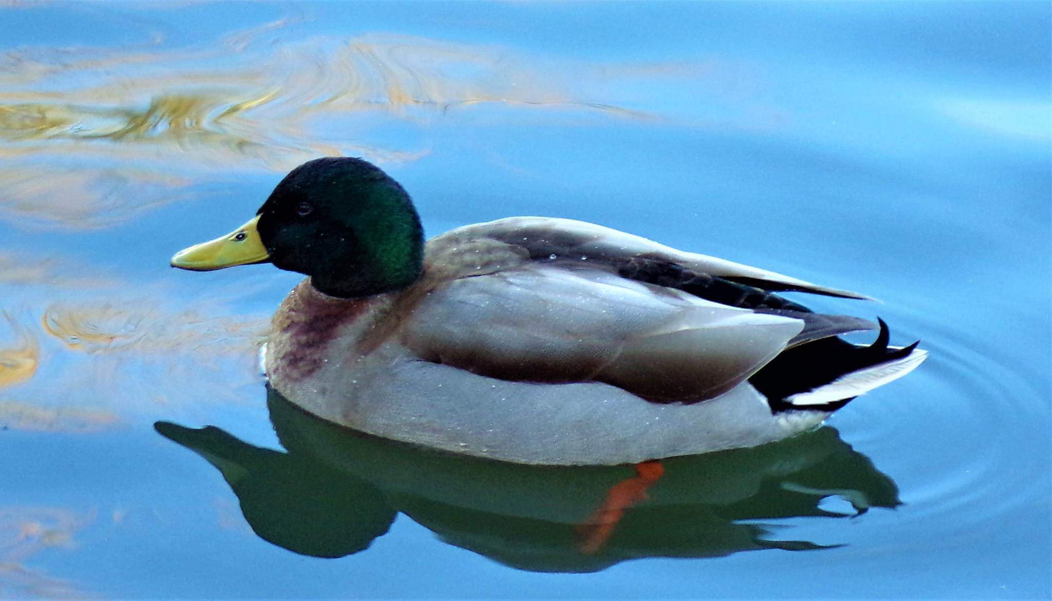 Duck reflection at Victoria Park