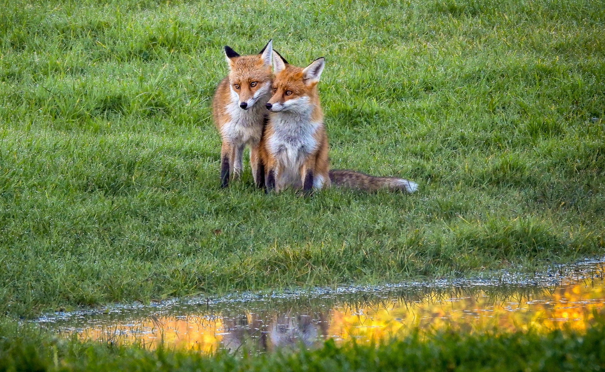 A foxy cuddle