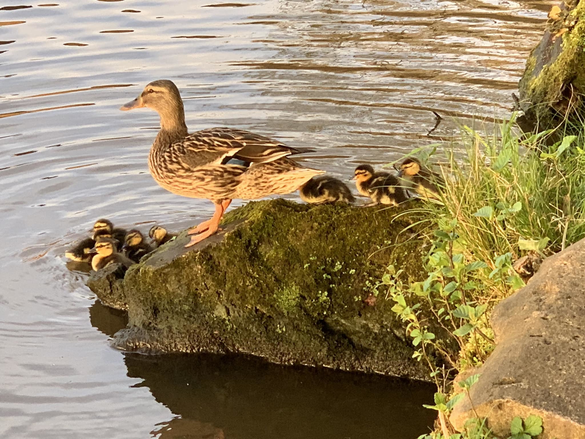 Going for a swim at Carr Mill Dam by Chris Shuker