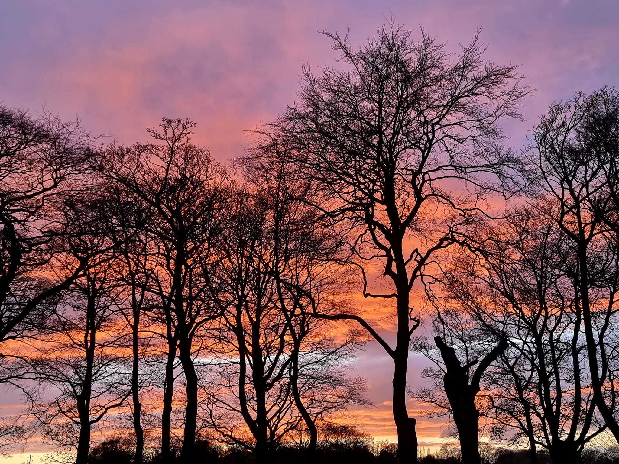 Sherdley Park at the end of the day by Suzy Makin