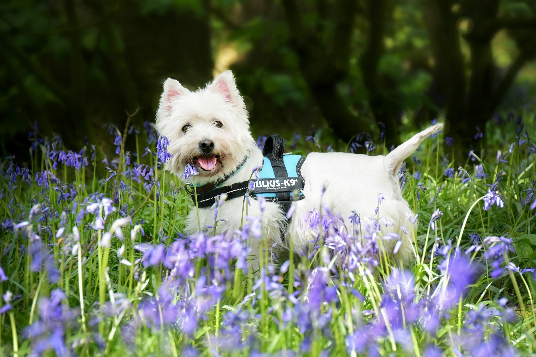 Bluebells galore by Leandra Mallinson