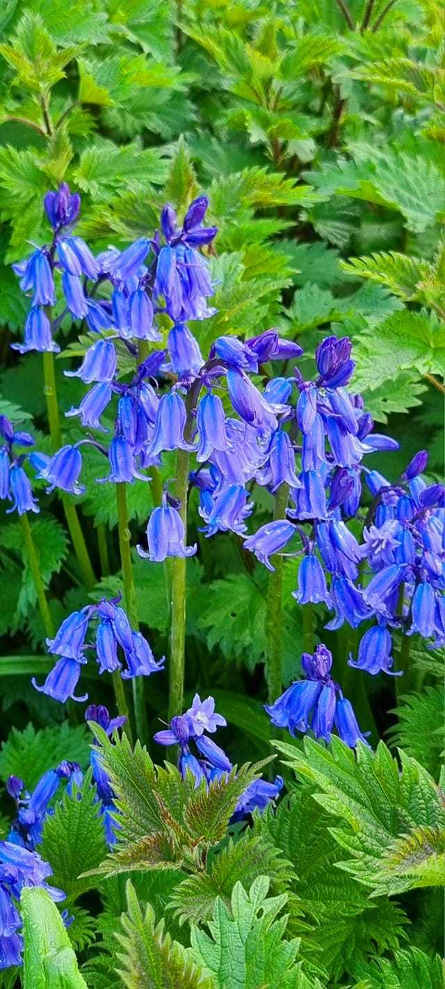 Mill Wood in Eccleston by Mike Horton