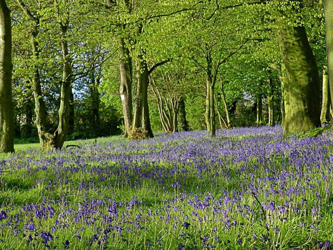 Sherdley Park bluebells by Peter Boylan