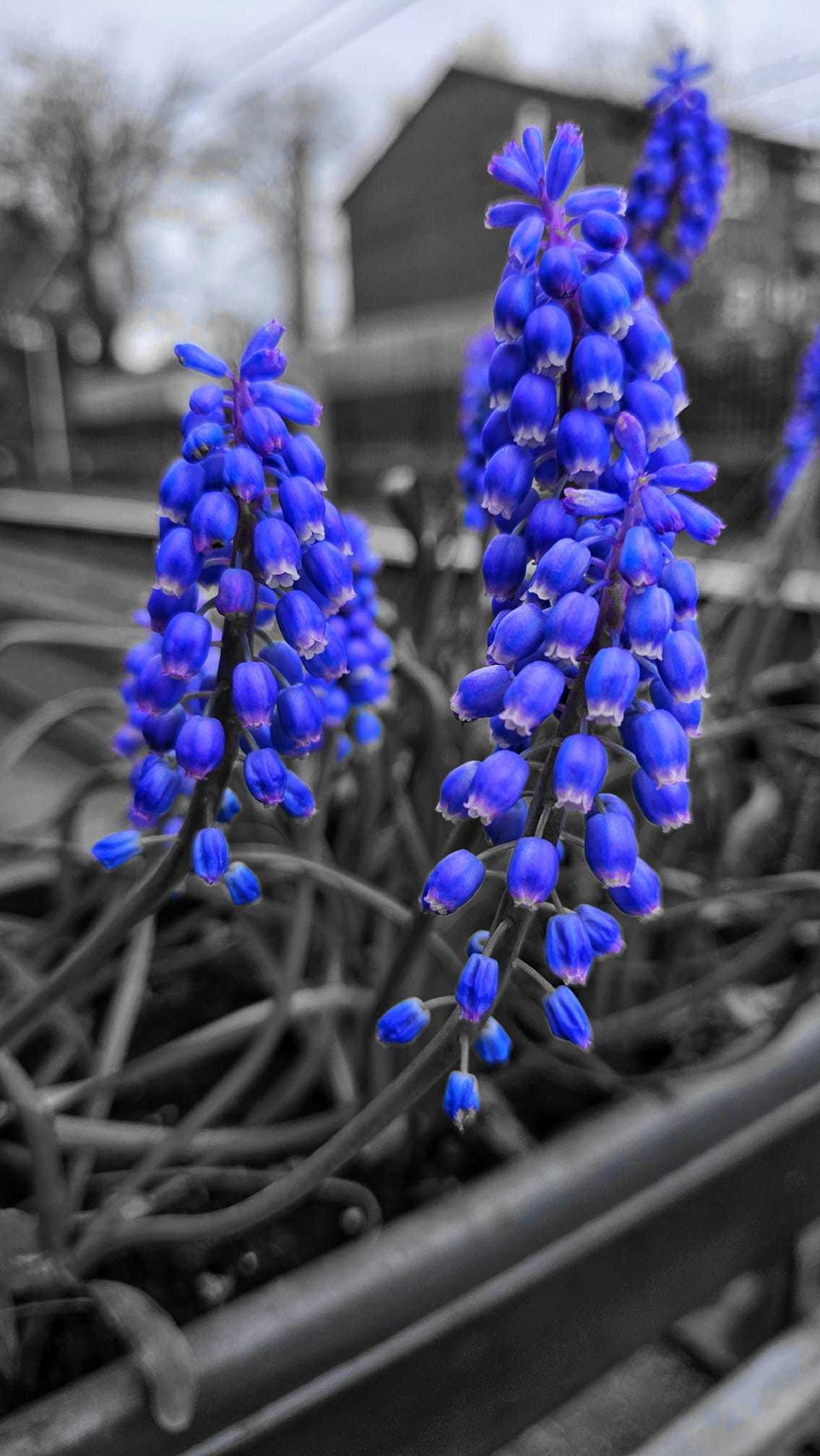 Striking bluebells by Paul Hill