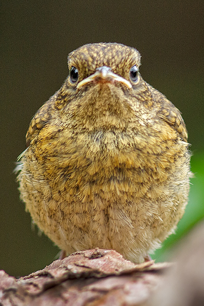 A young robin by Mark Cavendish
