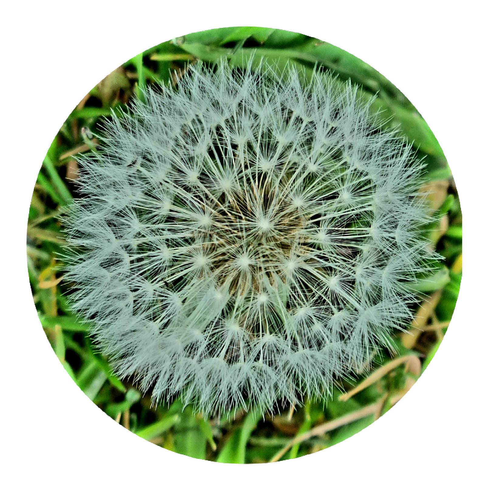 Dandelion symmetry by Mike Horton