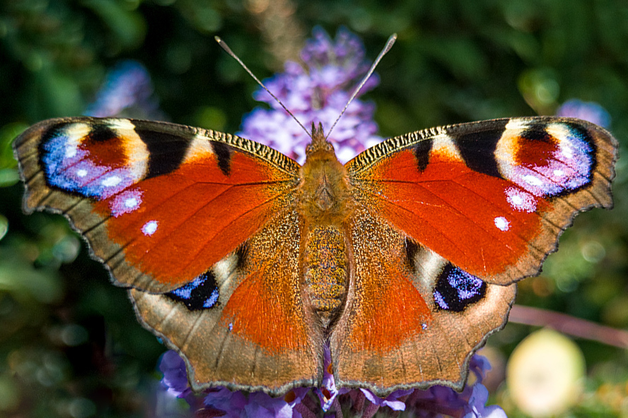 Peacock butterfly by Mark Cavendish