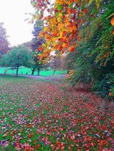 Sherldley Park in autumn by Diane Warburton