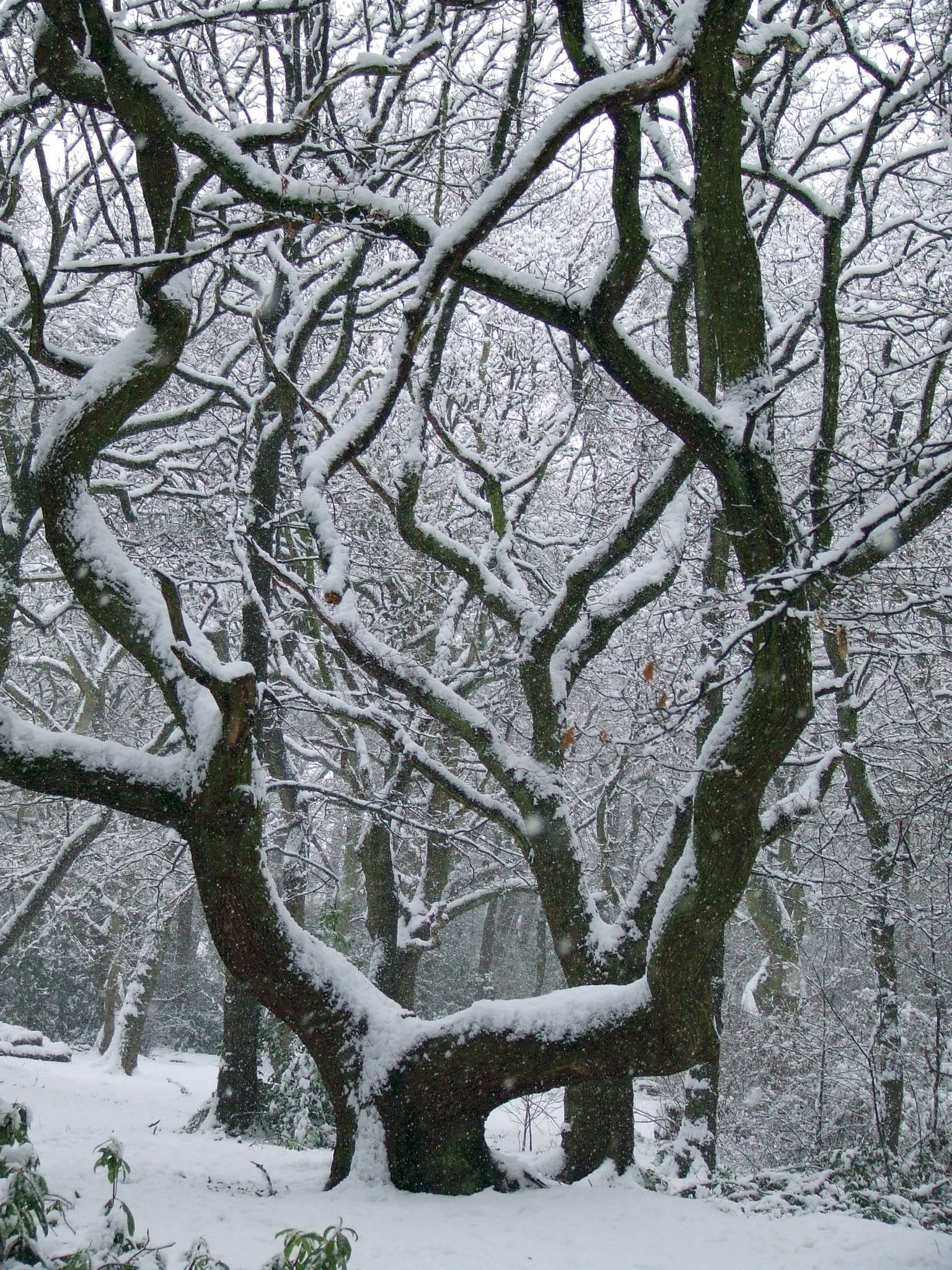 A snowy day by Sue Atherton