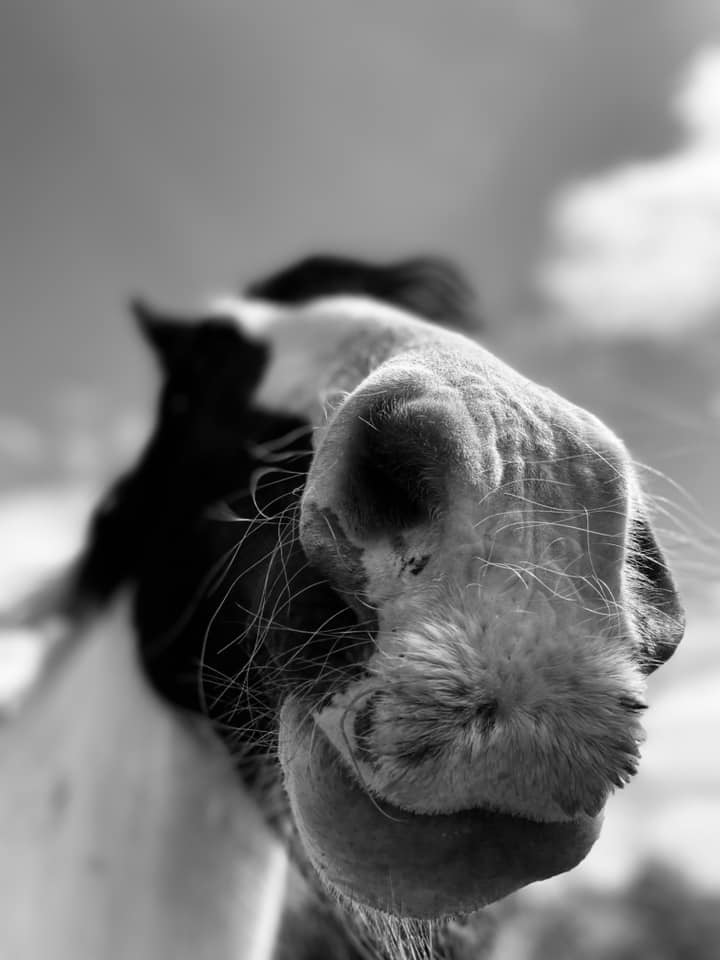 A horse along Sankey canal by Justyna Balasz